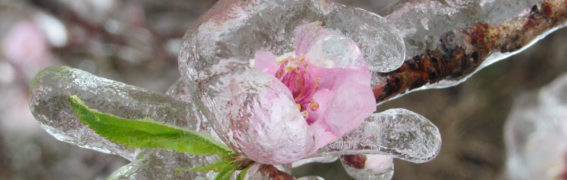 Ice bud4