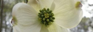Cornus florida matrazzo 1 scaled 2 300x104